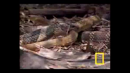 Cobra Vs Rat Snake