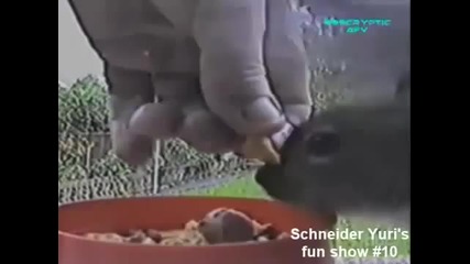 Смешни Животни
