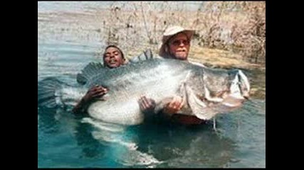 Рекорд Най - Голямата Риба Фаштана Досега