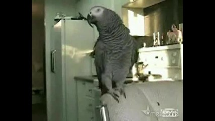 Beat Box Parrot