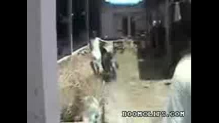 блондинка на скутерче 