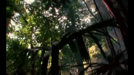 National Geographic Wild Surviving The Jungle Part 2 / 5 