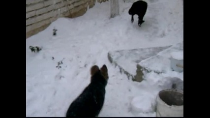 Немска Овчарка На 3 Месеца