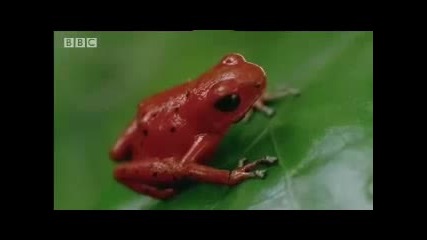 Bbc Poison Dart Frogs - Wild Caribbean 