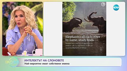 Слоновете се обръщат един към друг по име