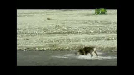 Weird True & Freaky - Wtf - Bear Vs Caribou