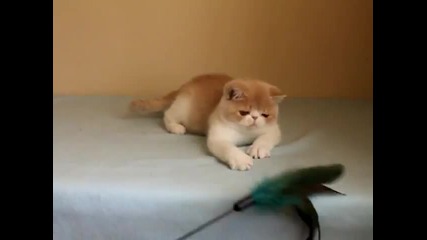 Едно сладко коте :)