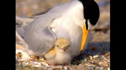 Амор де Madre ~ (instinto майката) 