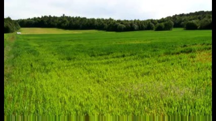 grass field norway dream2
