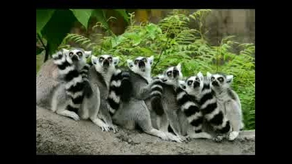 Freaky Animals