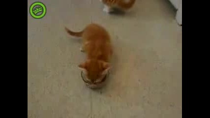 Гладни котки