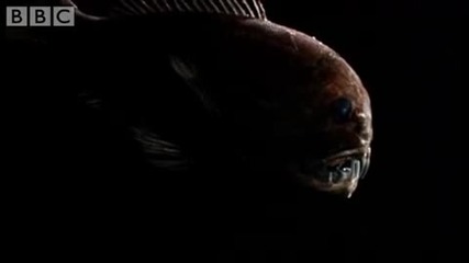 Fangtooth in the Abyss - Blue Planet - Bbc wildlife 