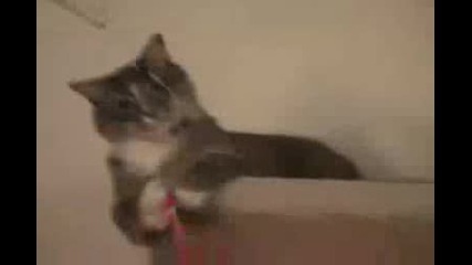 Котешки коледни дневници
