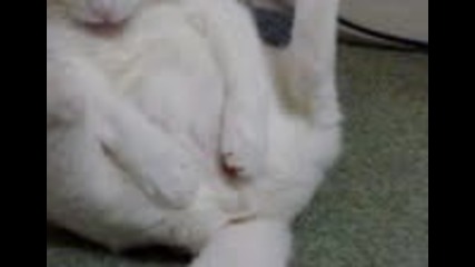 котка си играе с уная работа