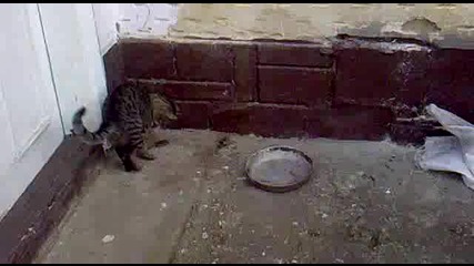 Котка И Мишка 