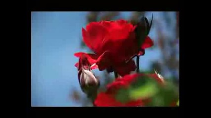 Gheorghe Zamfir - Dedicaie Maestrului