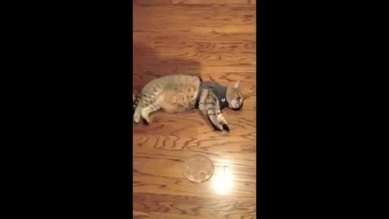 Котка се парализира от дреха