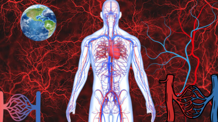 Колко дълги са кръвоносните съдове ако са извън тялото? ШОК!