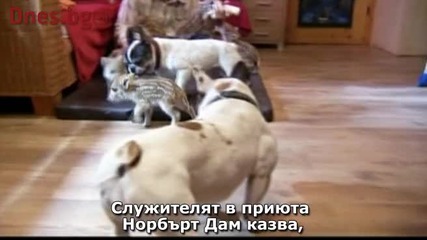 Грижовен булдог осинови глиганчета сираци
