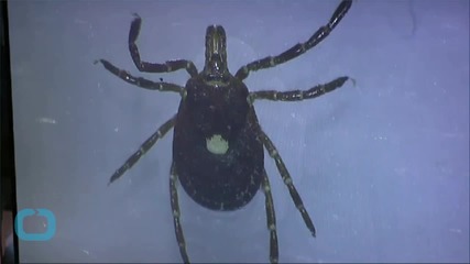 Global Warming May Spread Lyme Disease