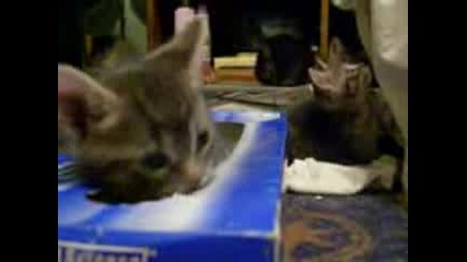 Сладко Котенце И Неговата Кутия