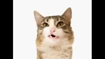 Kitty said what!morphing Kittens