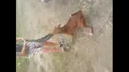 My Pitbull