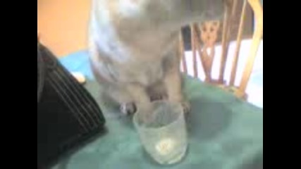 Котка пие мляко от чаша