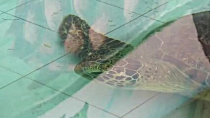 Спасиха 21 костенурки от бракониер на остров Бали