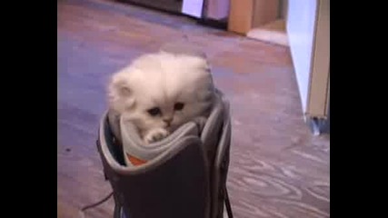 Много Сладко Коте