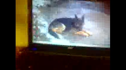 Видео0003