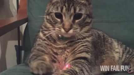 Компилация Смях ! Animals And The Red Dot Compilation 2015