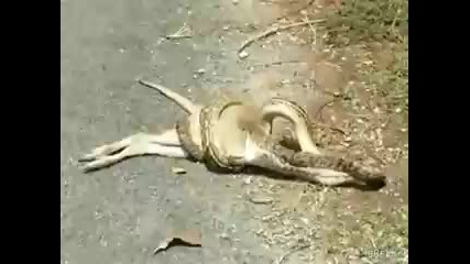 Змия яде кенгуру 