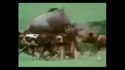 Forever Free _ Animals