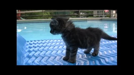 Сладко котенце