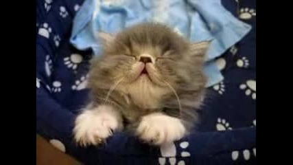 Котки