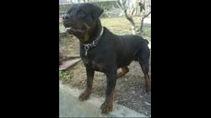 Pitbull+rodvailer 