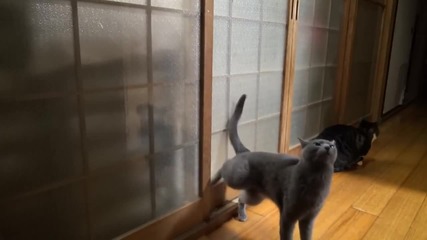 Умна котка чука по вратата, за да и отворят