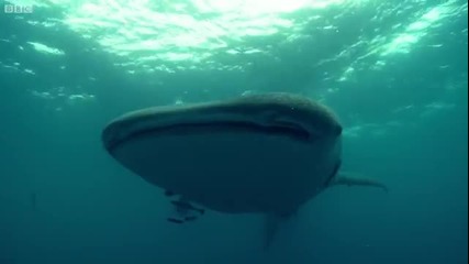 Най - голямата акула в света