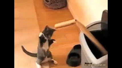 Коте Боксьор