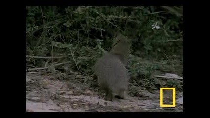 Кобра срещу Мангуста