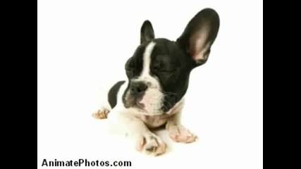 Hungry Doggies - Morphing Breeds