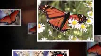Butterfly Waltz - Tamalo - Stamatis Spanadokias