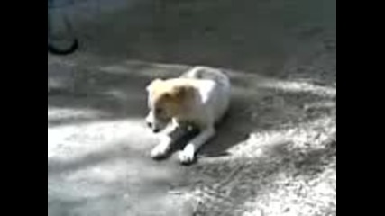 Котка се гали в куче