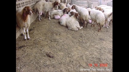 ovce 2 prodaljenieto na klipa ovce