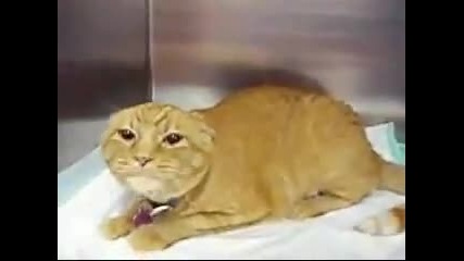 Много ядосано котка - Смях 