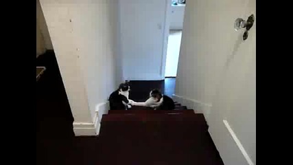 Бой Котки 