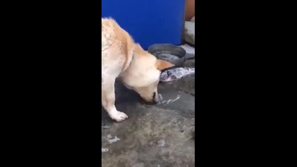 Куче с огромно сърце се опитва да спаси няколко риби