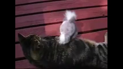 Танцуваща коала и котка