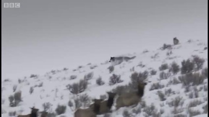 Wolf hunting elk - Yellowstone - Bbc